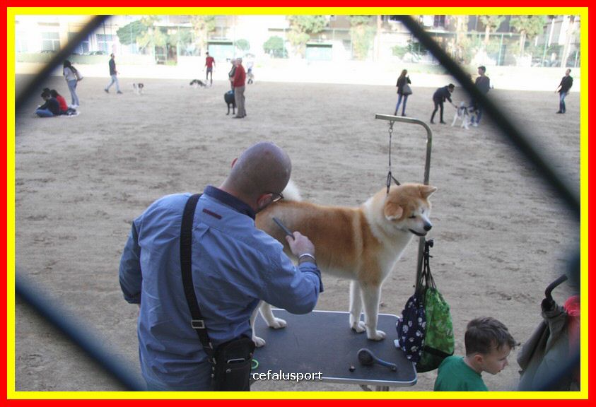 180311 mostra_canina 217.jpg